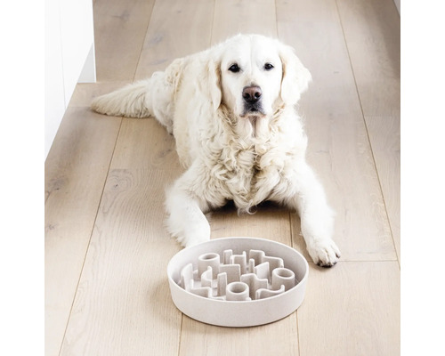 Câine de culoare deschisă întins în fața unui castron interactiv pentru hrănire