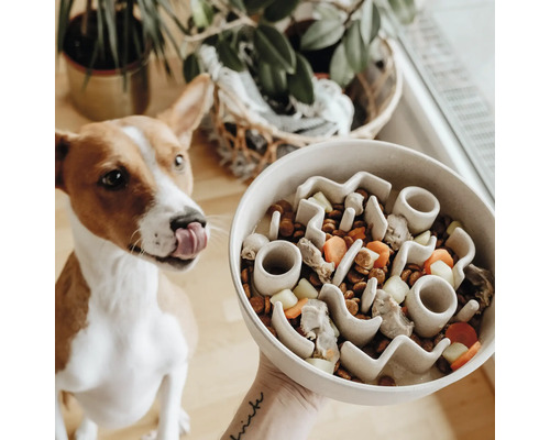 Câine cu limba scoasă în fața unui bol cu obstacole pentru hrănire lentă