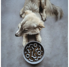 Câine culcat în fața unui castron cu mâncare uscată și labirint integrat