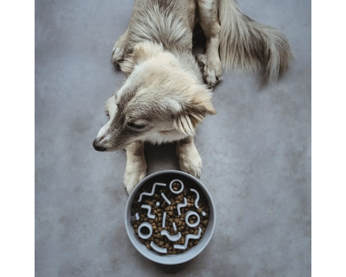 Câine culcat în fața unui castron cu mâncare uscată și labirint integrat