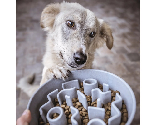 Câine cu laba pe castronul pentru hrănirea lentă