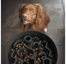 Bol cu structură labirintică și hrană pentru câini în fața unui câine