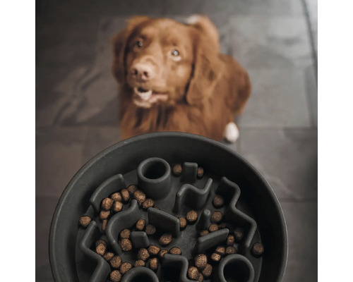 Castron pentru câini cu mâncare și câine