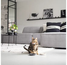 O pisică stă într-un living în fața a două castroane pentru hrană