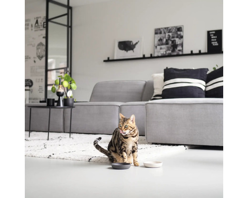 O pisică stă într-un living în fața a două castroane pentru hrană