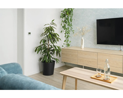 Cameră de zi cu plante de interior, mobilă TV și măsuță de cafea