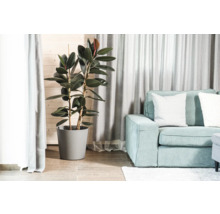 Cameră de zi cu arbore de cauciuc în ghiveci și canapea