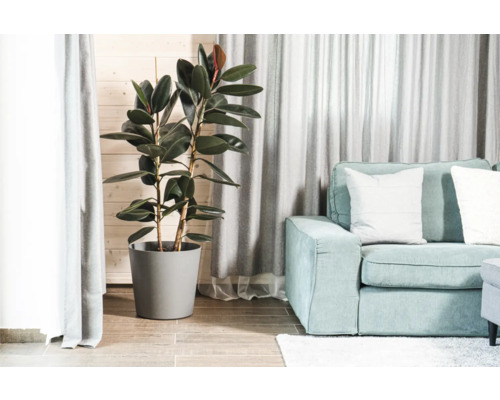 Cameră de zi cu arbore de cauciuc în ghiveci și canapea