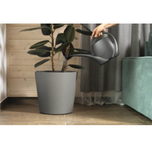 Udarea unei plante de interior într-un ghiveci cu stropitoarea