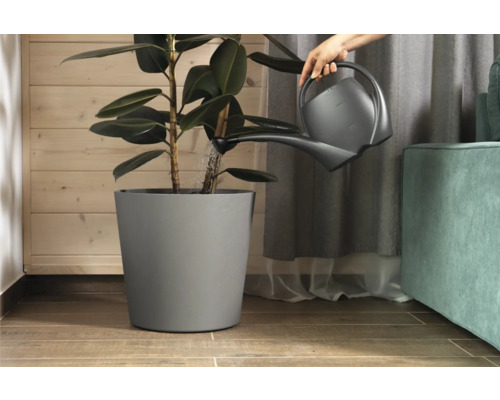 Udarea unei plante de interior într-un ghiveci cu stropitoarea