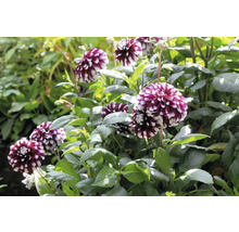 Prim-plan cu un grup de flori de dalie într-un strat de grădină