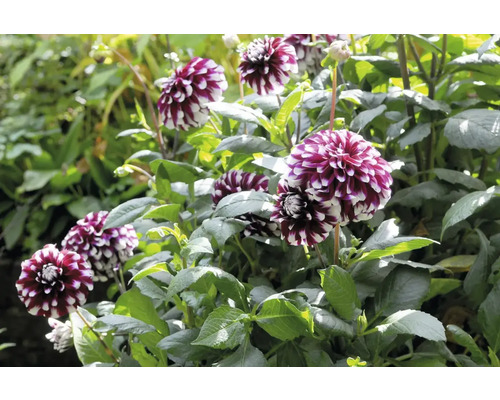 Prim-plan cu un grup de flori de dalie într-un strat de grădină