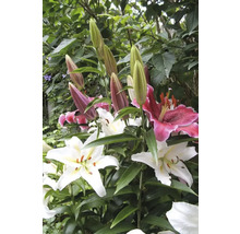 Prim-plan cu flori de crin și muguri în grădină