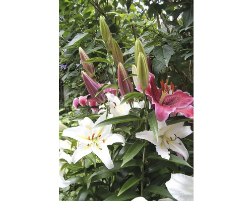 Prim-plan cu flori de crin și muguri în grădină