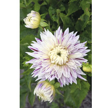 Prim-plan al unei dalii cu petale dungate