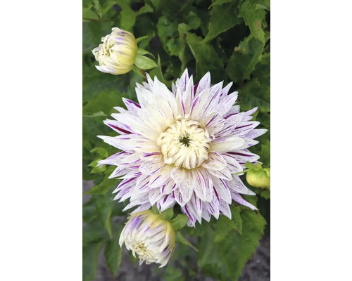 Prim-plan al unei dalii cu petale dungate