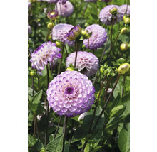 Prim-plan cu flori mov de dalie în grădină