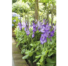 Grup de gladiole înflorite într-o grădină