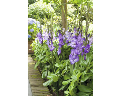 Grup de gladiole înflorite într-o grădină