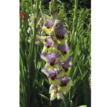 Gladiolă înflorită în grădină