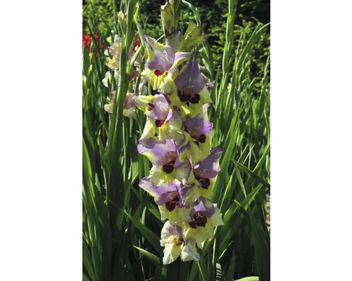 Gladiolă înflorită în grădină