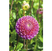 Prim-plan cu o dalie roz în grădină.