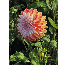 Prim-plan al unei dalii în grădină