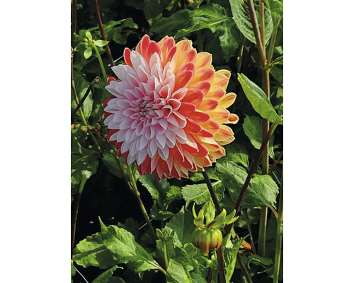 Prim-plan al unei dalii în grădină