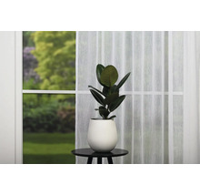 Plantă de interior în ghiveci pe o masă mică în fața unei ferestre cu perdea