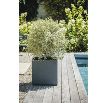 Vedere spre grădină cu o plantă într-un ghiveci pătrat lângă piscină