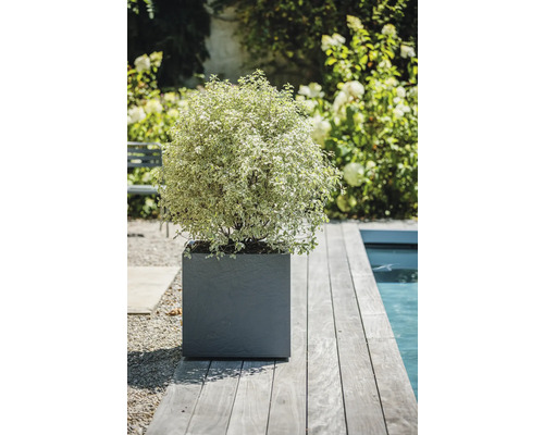 Vedere spre grădină cu o plantă într-un ghiveci pătrat lângă piscină