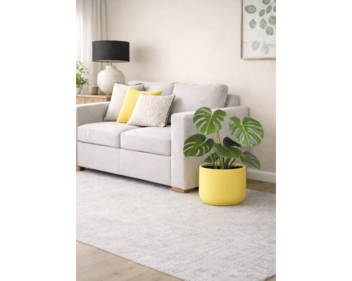 Living cu canapea gri deschis, perne decorative și plantă Monstera într-un ghiveci galben pe un covor gri deschis.