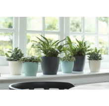 Diverse plante de interior în ghivece pe un pervaz.