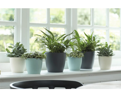 Diverse plante de interior în ghivece pe un pervaz.