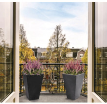 Două ghivece cu heather într-un balcon.