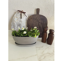 Bol pentru plante Ecopots cu farfurioară și flori pe un blat de lucru lângă tocătoare și râșnițe de condimente.