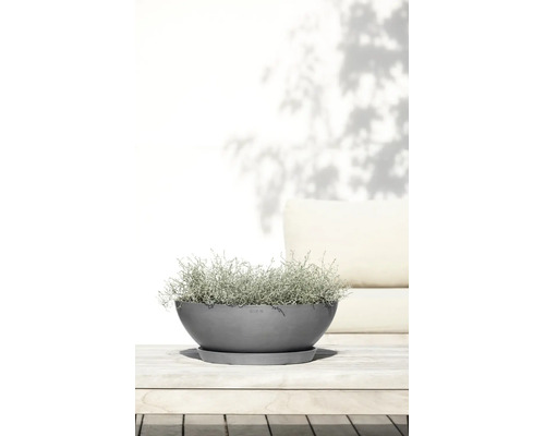 Bol gri pentru plante de la Ecopots cu farfurie asortată pe o masă din lemn deschis la culoare, plantat cu o plantă argintie.