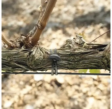 Viță de vie fixată pe un cadru de sârmă cu ajutorul unui liant de plante