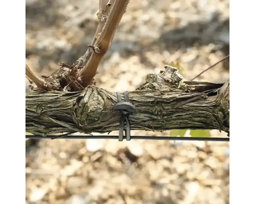 Viță de vie fixată pe un cadru de sârmă cu ajutorul unui liant de plante