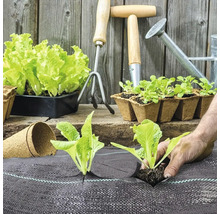 Scenă de grădină de legume cu răsaduri de salată, unelte de grădinărit și folie anti-buruieni