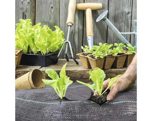 Scenă de grădină de legume cu răsaduri de salată, unelte de grădinărit și folie anti-buruieni