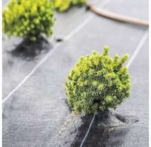 Prim-plan cu arbuști pitici verzi pe material geotextil