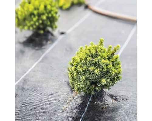 Prim-plan cu arbuști pitici verzi pe material geotextil