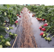 Câmp de căpșuni cu căpșuni coapte și necoapte