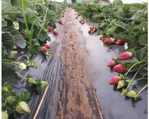 Câmp de căpșuni cu căpșuni coapte și necoapte