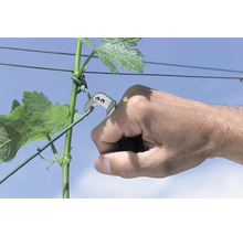 O mână folosește un cuțit de vie pentru a tăia o viță de vie.