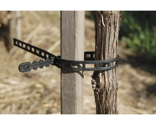 Legătură de plante pentru fixarea unei plante de un stâlp de lemn