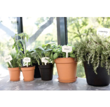 Plante aromatice și legume în ghivece cu etichete