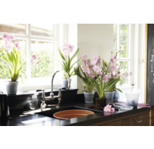 Bucătărie luminoasă cu fereastră, chiuvetă și mai multe orhidee în ghiveci