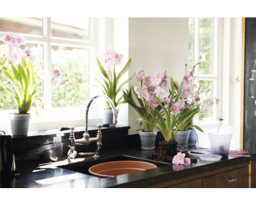 Bucătărie luminoasă cu fereastră, chiuvetă și mai multe orhidee în ghiveci